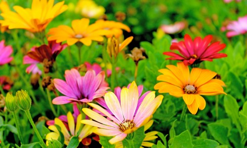 百花菜图片及功效
